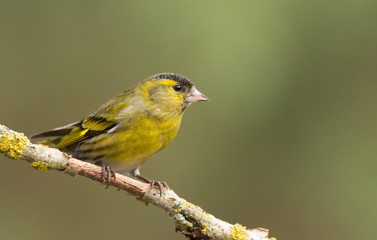 Siskin (Carduelis spinus)