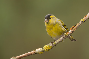 Siskin (Carduelis spinus)