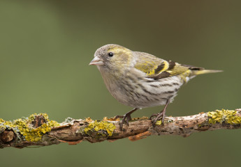 Siskin (Carduelis spinus)