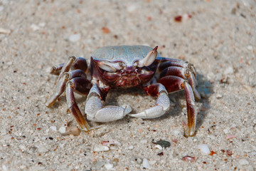 Crab on the beach