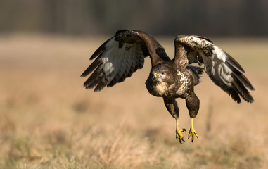 Common buzzard (Buteo buteo)