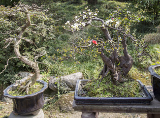 potted begonia lanscape in a park,chengdu,china