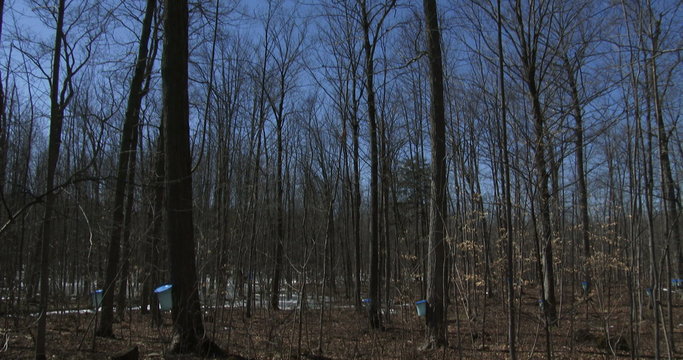 Sugar bush during maple syrup harvest season, with view of the buckets used to collect the sap

