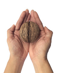 Othalanga, Cerbera odollam on woman's hands isolated on white ba