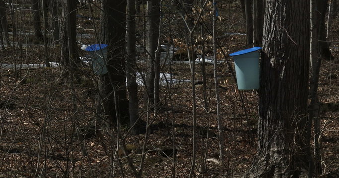 Sugar bush during maple syrup harvest season, with view of the buckets used to collect the sap
