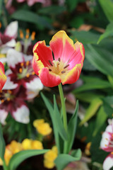 Beautiful red tulips.
