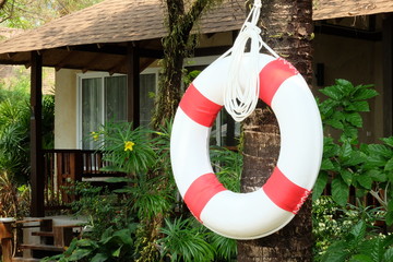  White and red life buoy hanging on tree / White and red life buoy hanging on tree in garden of...