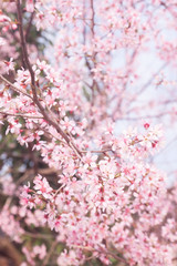 Fototapeta premium Spring sakura cherry blossom