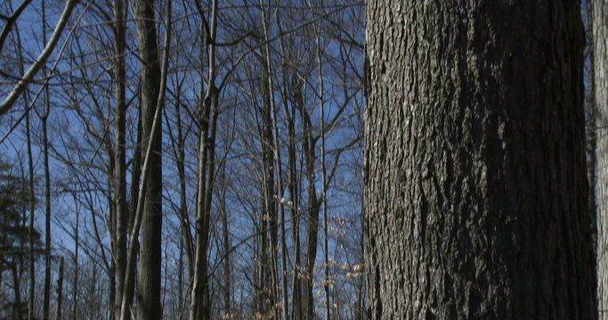 Buckets used to collect maple syrup during harvest season

