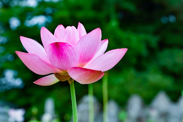 Lotus flower