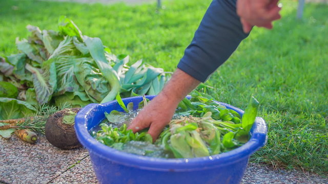Washing up the just harvest natural salad in blue bucket