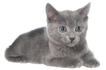 Small gray shorthair kitten lay