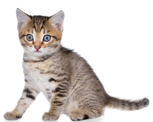 Shorthair brindled kitten