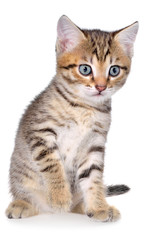 Fototapeta na wymiar Shorthair brindled kitten