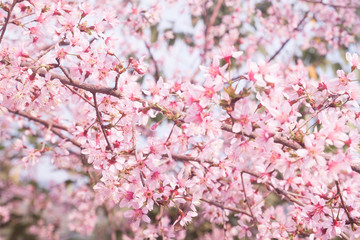 Spring sakura cherry blossom