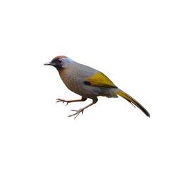 Silver-eared Laughingthrush ,Bird and warm,feeding bird