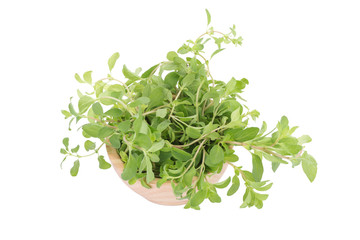fresh Oregano herb on white background