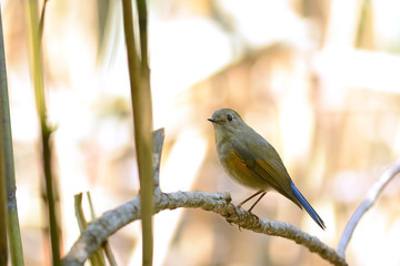 Fototapeta premium Red-flanked Bluetail