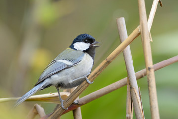 Great Tit , Beautiful bird perching on branch