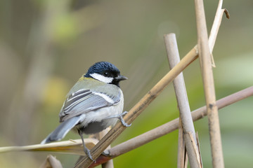 Great Tit , Beautiful bird perching on branch
