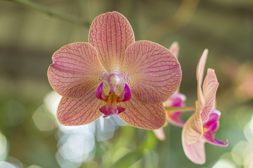 Pink  orchid