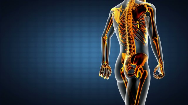 loop human bones radiographic scan. medical footage
