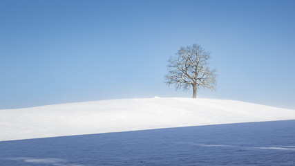Fototapeta na wymiar lonely winter tree
