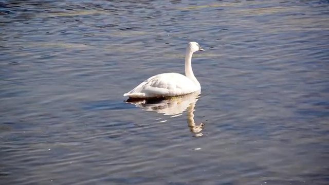 One Trumpeter Swan in Yellowstone National Park in Wyoming, USA