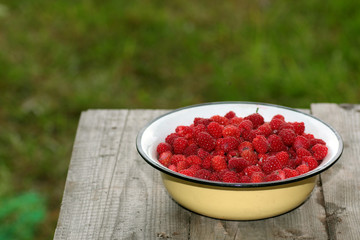 bowl of raspberries in the hands