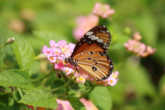 common tiger butterfly on pink flower
