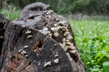 tree stump in the green grass