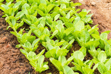 Rows of fresh lettuce plants on a fertile field