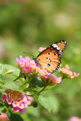 Fototapeta na wymiar common tiger butterfly on pink flower