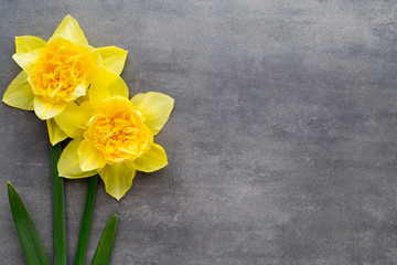Yellow daffodils on a grey background. Easter greeting card.