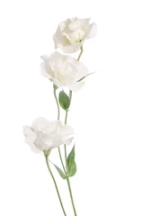 Türaufkleber Blumen Beauty white flowers  isolated on white. Eustoma