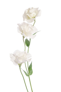 Fototapeta Beauty white flowers  isolated on white. Eustoma