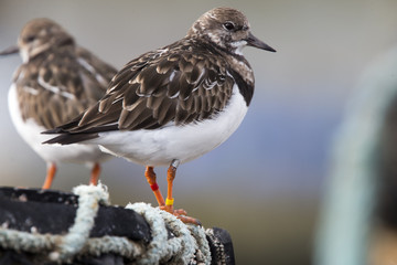 Colour-ringed (color banded) Turnstone, Newlyn harbour, Cornwall, England, UK. This bird was ringed, banded, 22/2/2007, seven years ago.