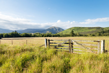 pasture in summer sunny day in New Zealand