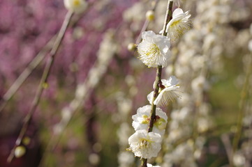 白い枝垂れ梅の花
