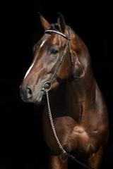 Bay mare portrait on black background