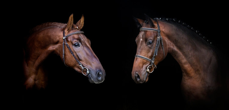 Couple of horses isolated on black web banner