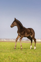 Obraz premium Bay foal play