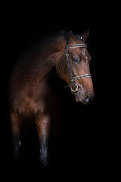 Bay stallion portrait on black background