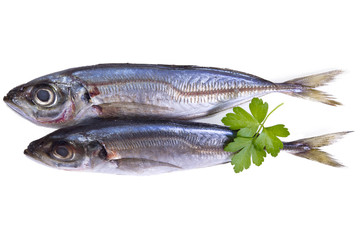 isolated horse mackerel