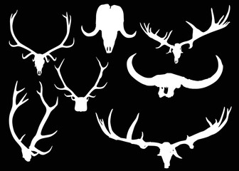 set of antler and horns isolated on black
