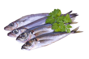 isolated horse mackerel