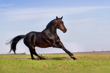 Obraz premium Bay horse run gallop on pasture