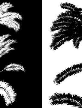lush palm foliage silhouettes on white and black
