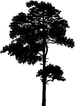 black pine large single silhouette on white