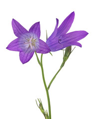 two isolated on white blooms Spreading bellflower